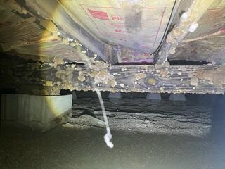 This was one of the photos our Inspector showed to the homeowner. The fist-sized mushrooms were eating away at the organic nature of the wooden framing.