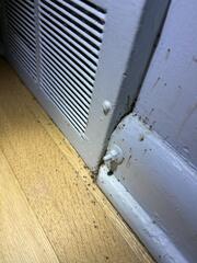 These blood-sucking pests will harbor anywhere that's close to a blood meal.