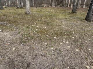 There were hundreds of digger bee mounds throughout the backyard!