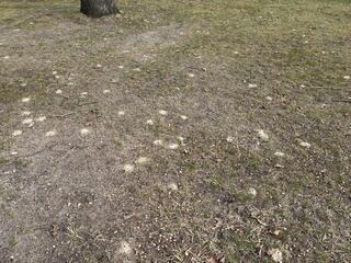 Although the venom from a digger bee sting is strong enough to cause a severe allergic reaction in some people, they are very non-aggressive and usually only sting if they are being stepped on.