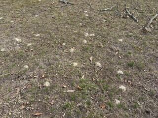 Digger bees are solitary bees that live one colony per hole, but there may be many holes in an area creating digger bee communities.