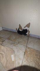 Before: To stop the water damage from continuing, Derek recommended waterproofing the entire basement.