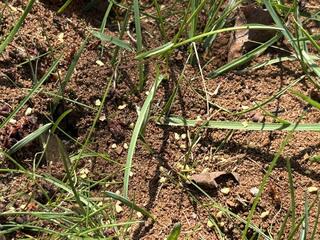 We applied some granular bait throughout the landscape.