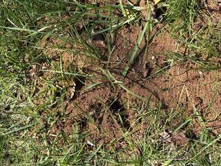 We found a number of ant hills throughout the landscape.