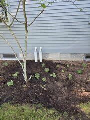 IceGuard was installed on the exterior discharge line to help prevent backups if the line freezes or becomes blocked. It gives water an alternate escape route, helping protect the basement during winter conditions.