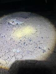 Rodent droppings found inside the crawl space.