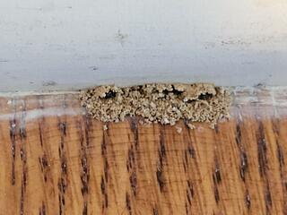 Termites Emerging Along Kitchen Baseboards in Sea Girt, NJ