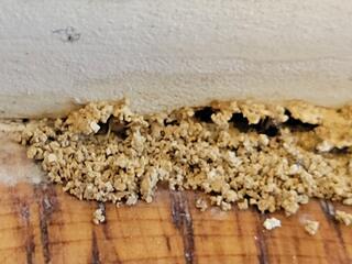 Once we apply our termiticide, the home will be protected from termites for many years.