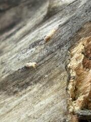 Once the subterranean termites come in contact with our termiticide, in a short amount of time, they'll be neutralized.