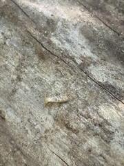 The stump was heavily infested with these wood-destroying pests.