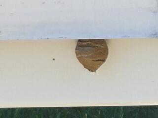 It may be small now, but if left alone, the nest will get bigger and have even more paper wasps inside.