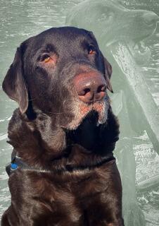 Mac Fogarty from Fogarty's Home Services