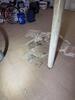 Sewage Loss Develops in Mold Remediation, in Hartford, CT. - Photo 1