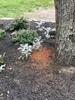 Frass Piled Up by Tree Caused by Carpenter Ants in Piscataway, NJ - Photo 1