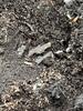 Mulch Bed Hides Subterranean Termites in Titusville, NJ - Photo 1