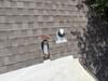 Roof Repair in Cairo, Ga - Photo 4