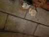 Crawl Space Encapsulation & Floor Stabilization In Land O Lakes, WI - Photo 4