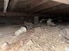 Crawl Space Encapsulation & Mold Remediation in Dallas, TX - Photo 3