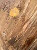 Crawl Space Encapsulation & Mold Remediation in Dallas, TX - Photo 2