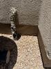 How Expert Concrete Stem Wall Repair Brought Back Stability to Scottsdale Home Saved from Crumbling Foundation - Photo 1