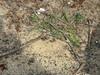 Backyard Riddle with Ants in Atlantic Highlands, NJ - Photo 1