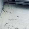 Pavement Ants Mistaken As Termites in Watchung, NJ - Photo 1