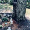 Tree Suffering from Severe Carpenter Ant Damage in Eatontown, NJ - Photo 1