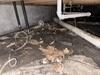 Crawl Space Encapsulation & Mold Remediation in Dallas, TX - Photo 7