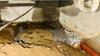 Crawl Space Repair in Lyles, TN - Photo 7
