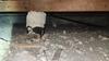 Partial Crawl Space Encapsulation & Dehumidifier in Dallas, TX - Photo 5