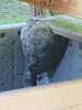 Bald-Faced Hornets Nest Found in Children's Swing Set in Jackson, NJ - Photo 1