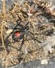 Black Widow Hanging Around the Bait Station in Englishtown, NJ - Photo 1