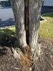 Tree Getting Destroyed by Carpenter Ants in Lawrence Township, NJ - Photo 1