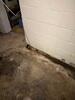 Dark, Wet Basement Repaired in Wadsworth, OH - Photo 1