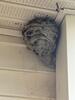 One Large Yellow Jackets Nest on the Home in Pennington, NJ - Photo 1