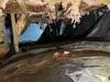Crawl Space Repair in Conway, New Hampshire, by Matt Clark's Northern Basement Systems. - Photo 1