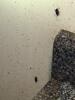 Cockroaches Hiding Behind the Fridge in Matawan, NJ - Photo 2
