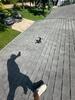 IKO Dynasty Shingle Replacement in Pelican Rapids, MN - Photo 2