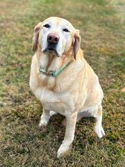 Sadie - profile image