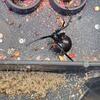A Big Black Widow Found in Tinton Falls, NJ - Photo 2