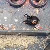 A Big Black Widow Found in Tinton Falls, NJ - Photo 1