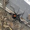 Came Across a Female Black Widow in Trenton, NJ - Photo 1