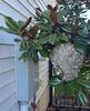 A Large Bald-Faced Hornets Nest Hidden Behind Shrub in Wall Township, NJ - Photo 1
