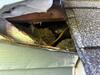 Rats Use Hole in Siding to Enter Home in Freehold, NJ - Photo 1