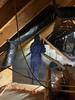 Adding TruSoft Blown-In Cellulose Insulation to Attic in Millstone Township, NJ - Photo 1