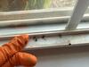 Ant Swarmers Inside the Home in Rocky Hill, NJ - Photo 2