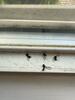 Ant Swarmers Inside the Home in Rocky Hill, NJ - Photo 1