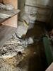 Crawl Space Waterproofing in Victor, WV - Photo 1