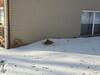 Spotted a Squirrel Digging in the Snow & Attic in Somerset, NJ - Photo 1