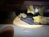 Crawl Space Repair in Bowling Green, KY - Photo 9